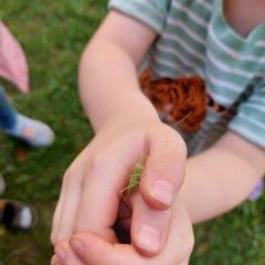 Ein Kindergartenkind hält eine Heuschrecke in seinen beiden Händen