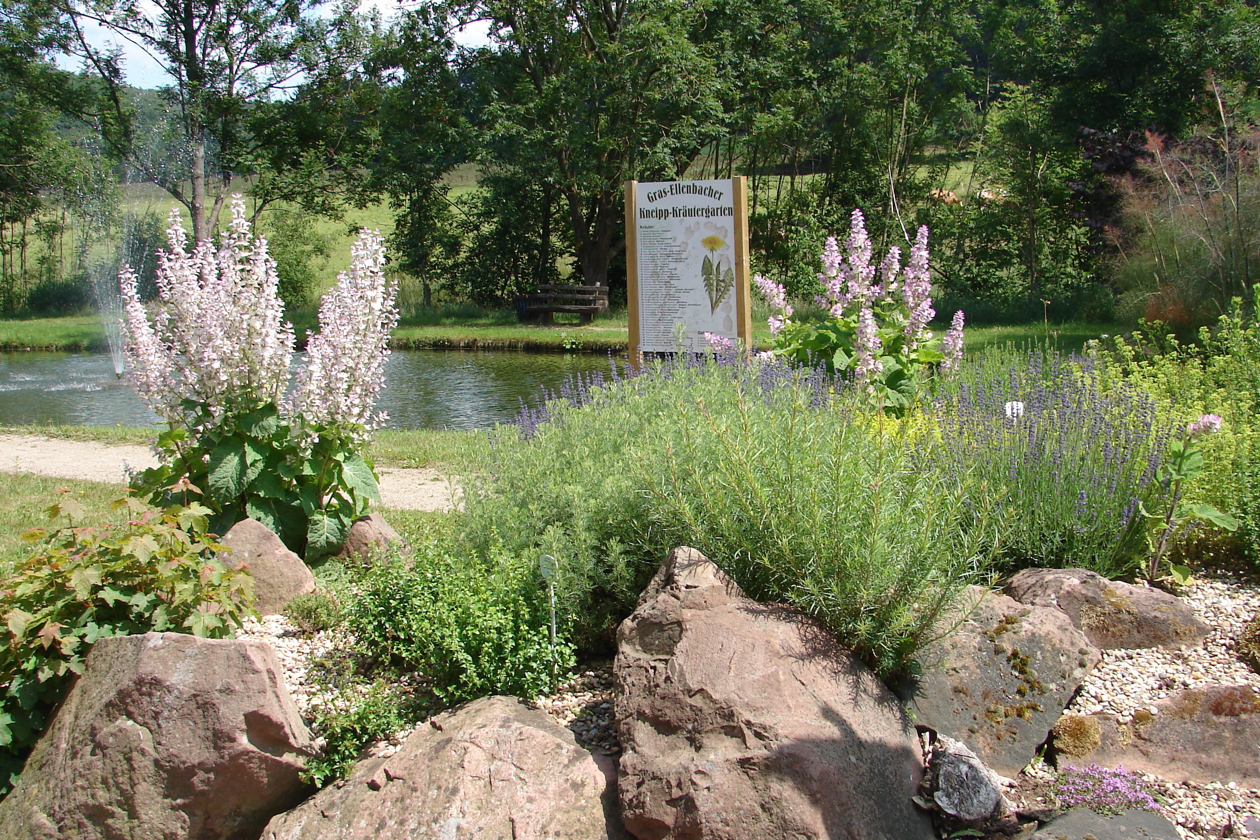 Im Vordergrund Kräuter und im Hintergrund der Teich im Kurpark
